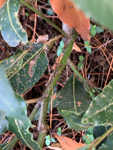 Bay laurel