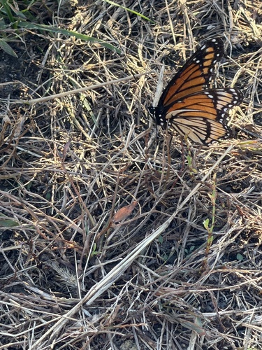 Viceroy