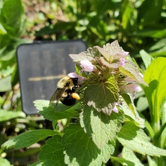 Bombus bimaculatus