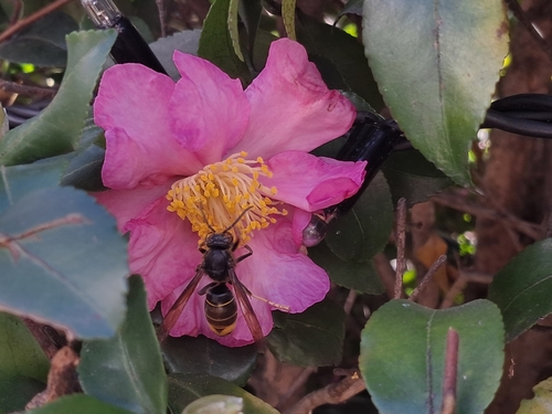 Yellow-legged Hornet
