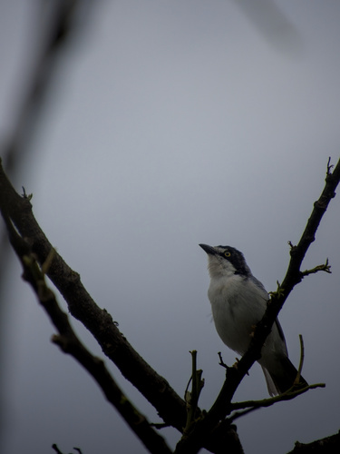 Hooded Tanager