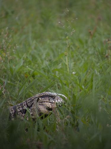 Argentine Black-and-white Tegu