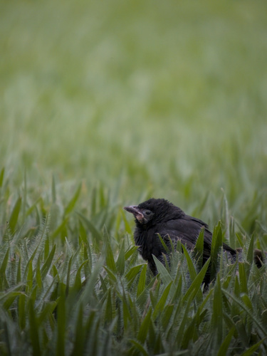 Shiny Cowbird