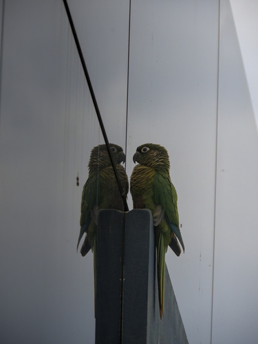 Maroon-bellied Parakeet