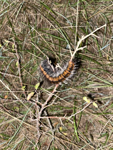 Fox Moth