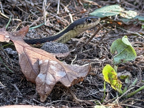 Red-sided Garter Snake