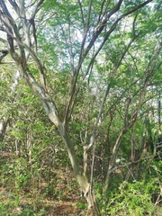 Libidibia sclerocarpa