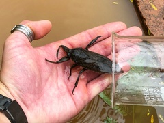 Lethocerus cordofanus