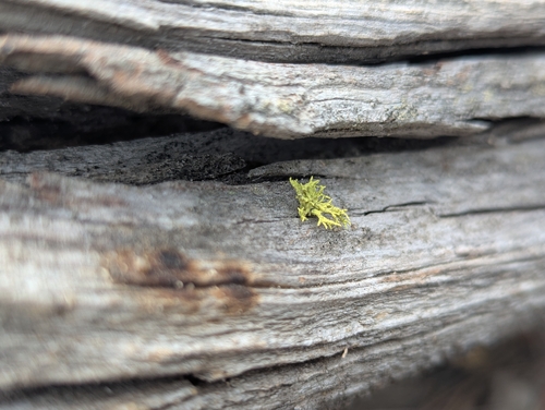 iNaturalist observation photo of Wolf Lichens