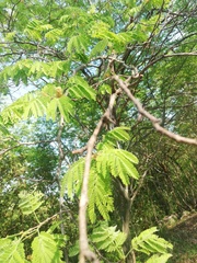 Libidibia sclerocarpa