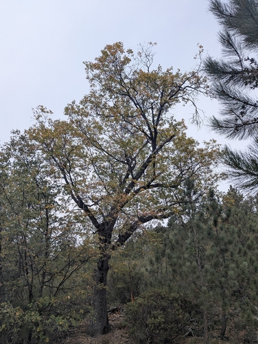 iNaturalist observation photo of California black oak