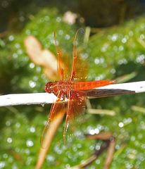 Libellula saturata