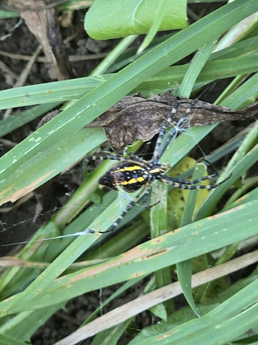 Banded Garden Spider