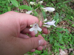 Penstemon deamii