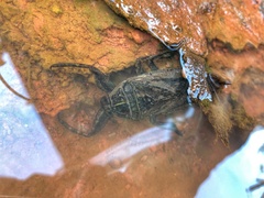 Lethocerus cordofanus