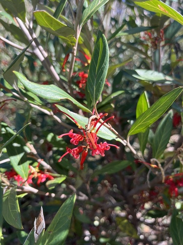 Grevillea victoriae, 2026-10-08