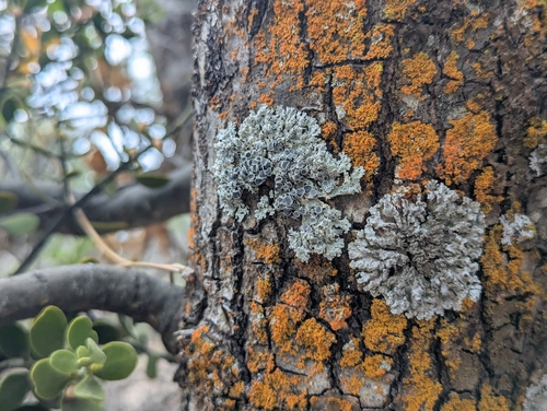 iNaturalist observation photo of rosette lichens
