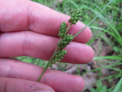 Carex caroliniana
