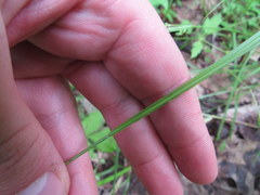 Carex caroliniana