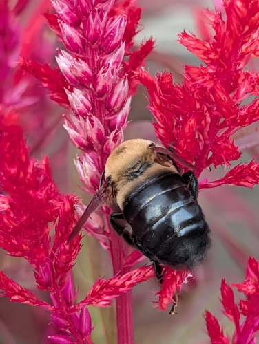 Eastern Carpenter Bee