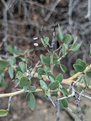 iNaturalist observation photo of Ceanothus