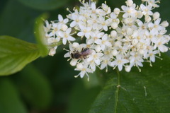 Andrena