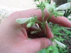 Penstemon deamii
