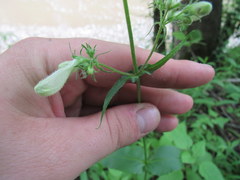 Penstemon deamii