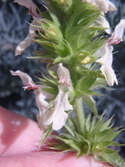 Stachys atherocalyx