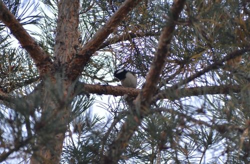 Coal Tit