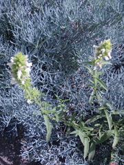 Stachys atherocalyx