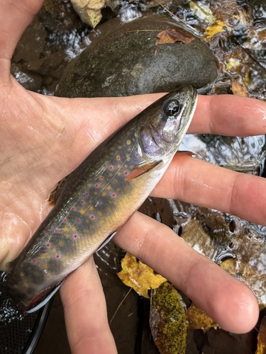 Brook Trout