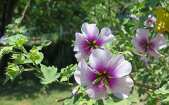 Malva subovata bicolor