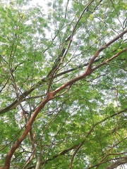 Libidibia sclerocarpa