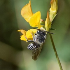 Coelioxys rufitarsis