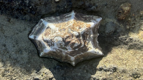 Patelloida saccharina saccharina, 2026-10-10