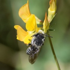 Coelioxys rufitarsis
