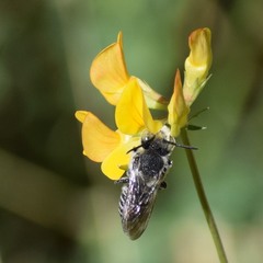 Coelioxys rufitarsis