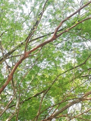 Libidibia sclerocarpa