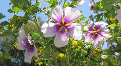 Malva subovata bicolor