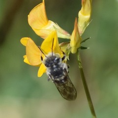 Coelioxys rufitarsis