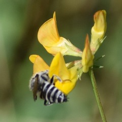 Coelioxys rufitarsis