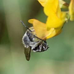 Coelioxys rufitarsis