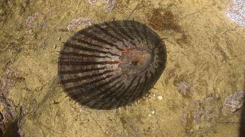 Cellana nigrolineata observed 2026-10-10