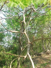 Libidibia sclerocarpa