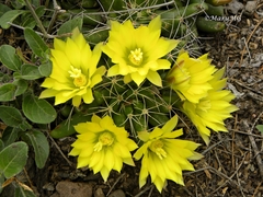 Mammillaria longimamma
