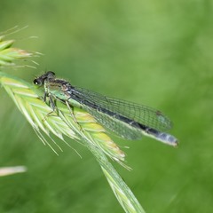 Ischnura cervula