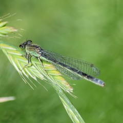 Ischnura cervula
