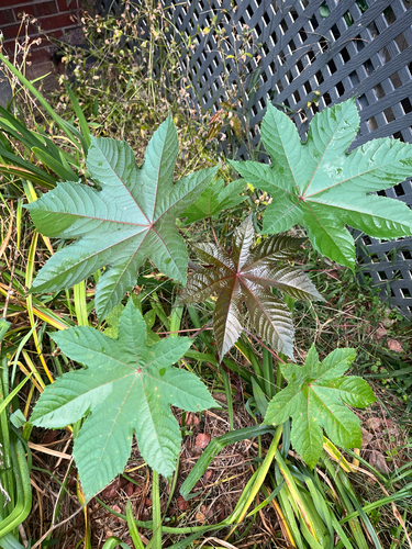 castor bean