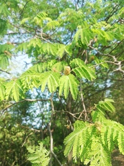 Libidibia sclerocarpa